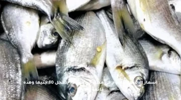 أسعار الأسماك اليوم في مطروح.. البلطي يسجل 80 جنيها وهذه قائمة الأنواع